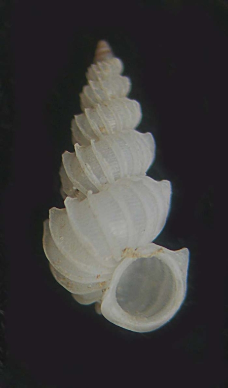 epitonium algerianum